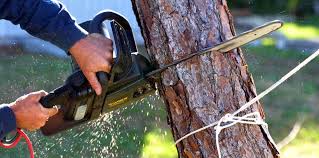 Best Tree Risk Assessment  in Elmont, NY