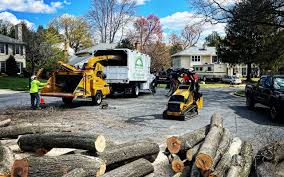 Trusted Elmont, NY Tree Services Experts