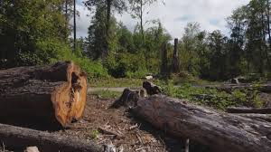 Best Tree Disease Treatment  in Elmont, NY