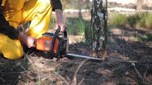 Best Pest Control for Lawns  in Elmont, NY