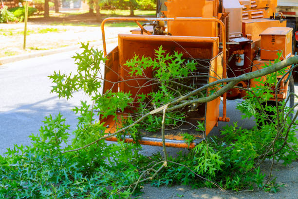 How Our Tree Care Process Works  in  Elmont, NY