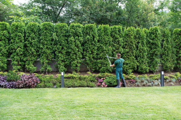 Best Tree Cabling and Bracing  in Elmont, NY