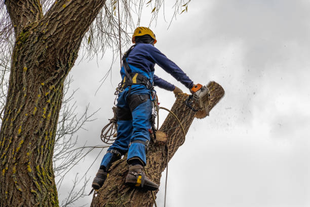 Best Tree Maintenance Programs  in Elmont, NY