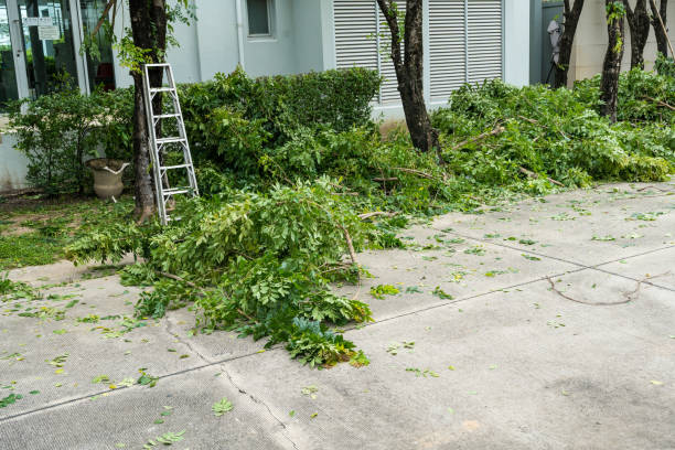 Best Palm Tree Trimming  in Elmont, NY
