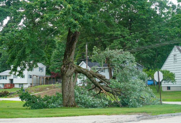Best Tree Mulching  in Elmont, NY