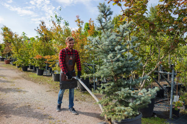 Best Leaf Removal  in Elmont, NY
