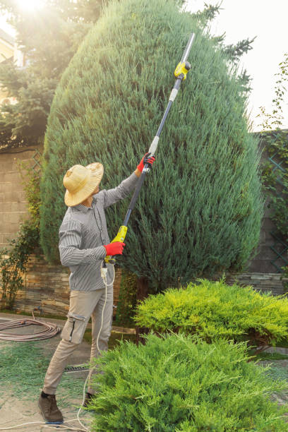 Best Grass Overseeding  in Elmont, NY