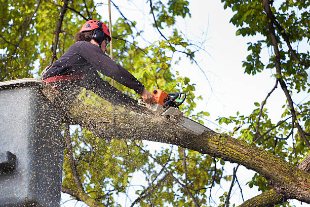 Best Tree and Shrub Care  in Elmont, NY
