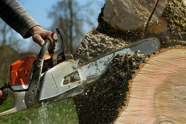 Best Arborist Consultation Services  in Elmont, NY